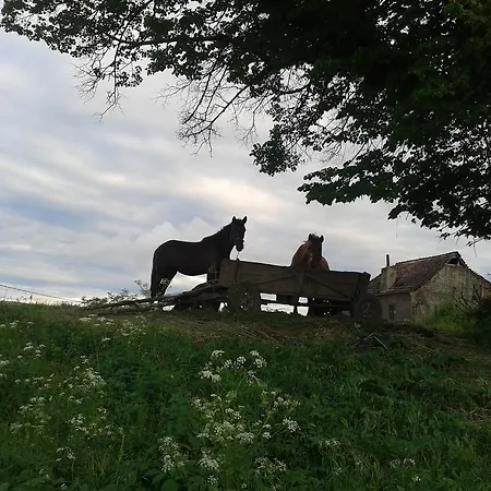 Bed & Breakfast Convivium Transilvania 3*